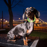 Gold Cuban Link Dog Collar Diamond Luxury Pet Necklace